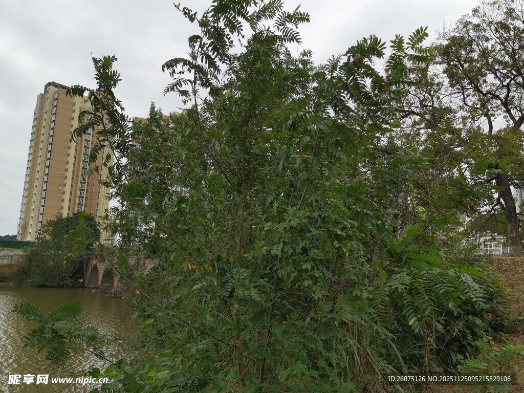 城市中的绿植景观