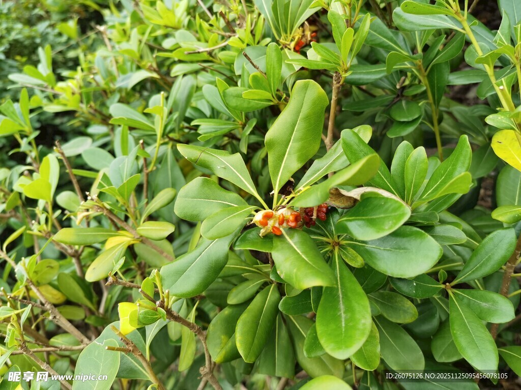 绿叶丛中的黄色小果