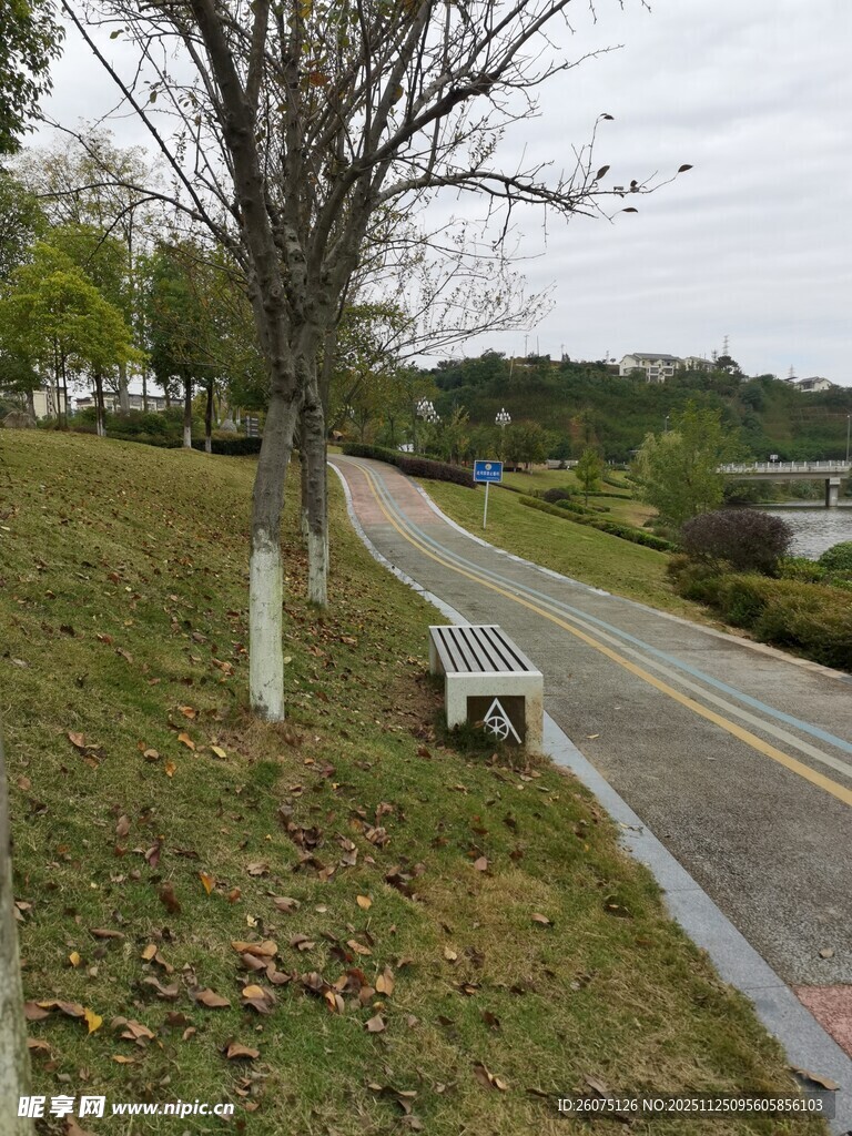 路边草地与树木的景致