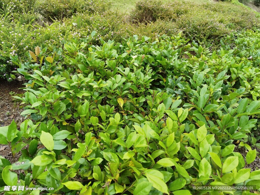 翠绿繁茂的地面绿植景观