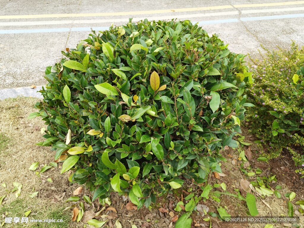 户外公园里球形灌木