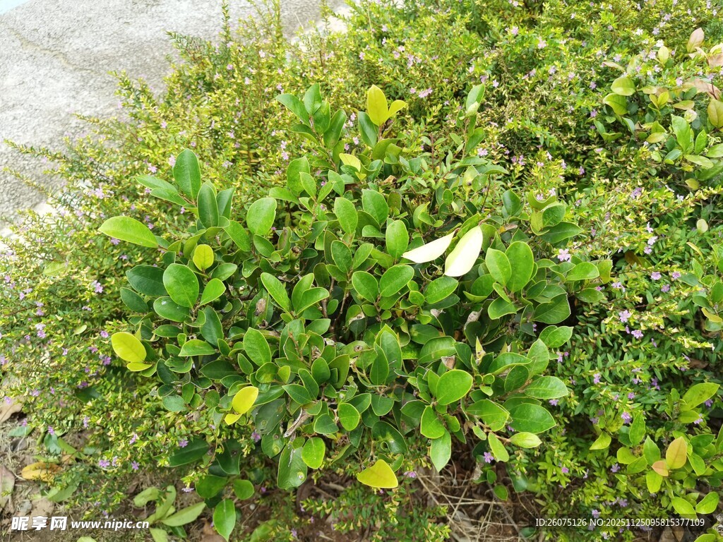 绿叶黄花的蓬勃植物