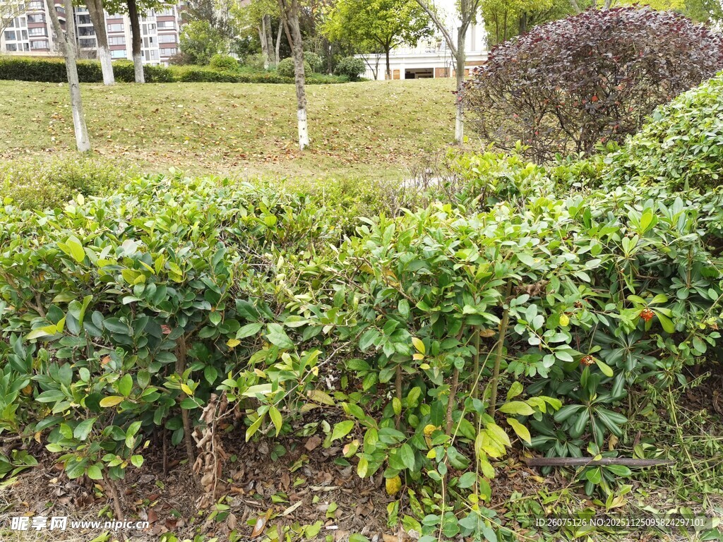 绿意盎然的户外灌木丛景观