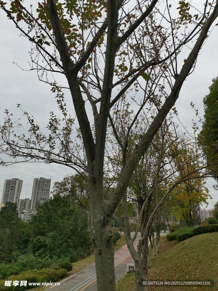 秋日街道旁的树木景观