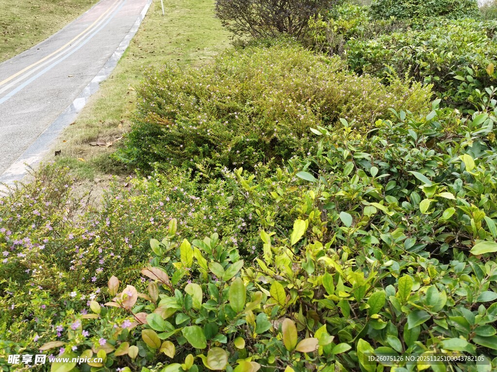 路边繁茂绿植景观
