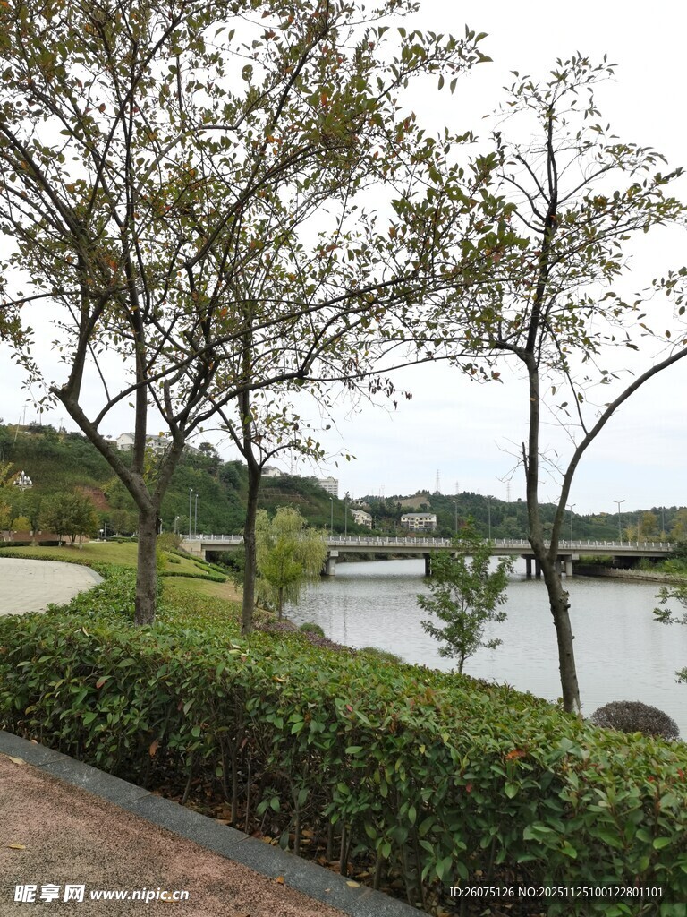 湖畔林荫道风景