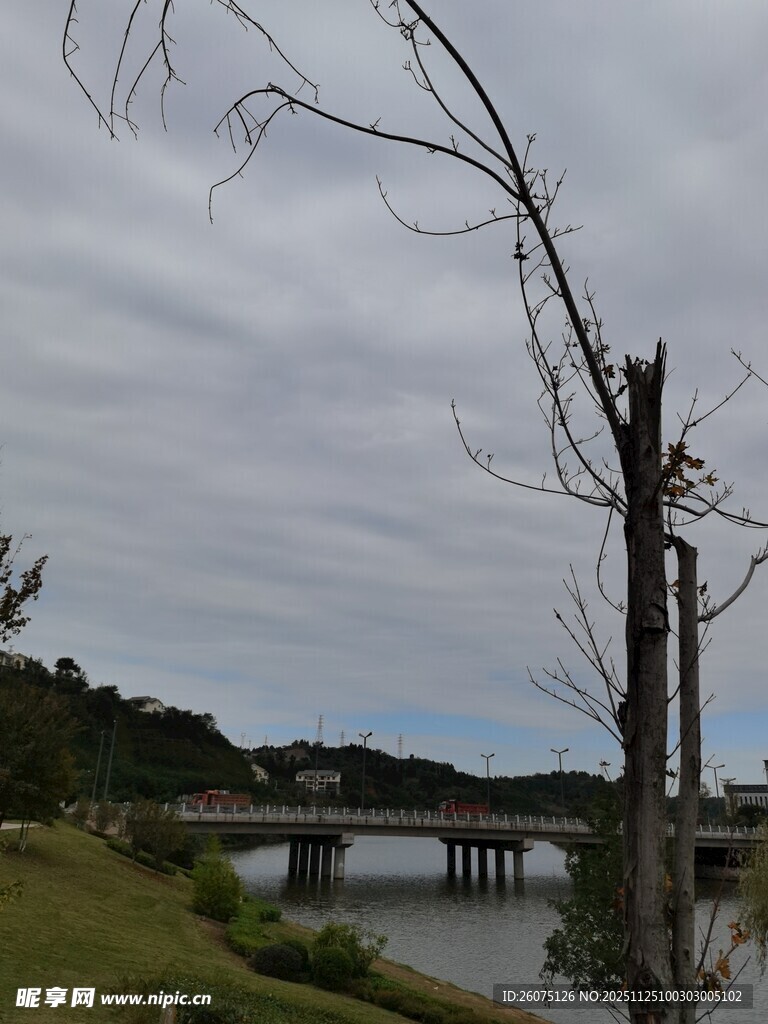 枯树旁的河畔风景