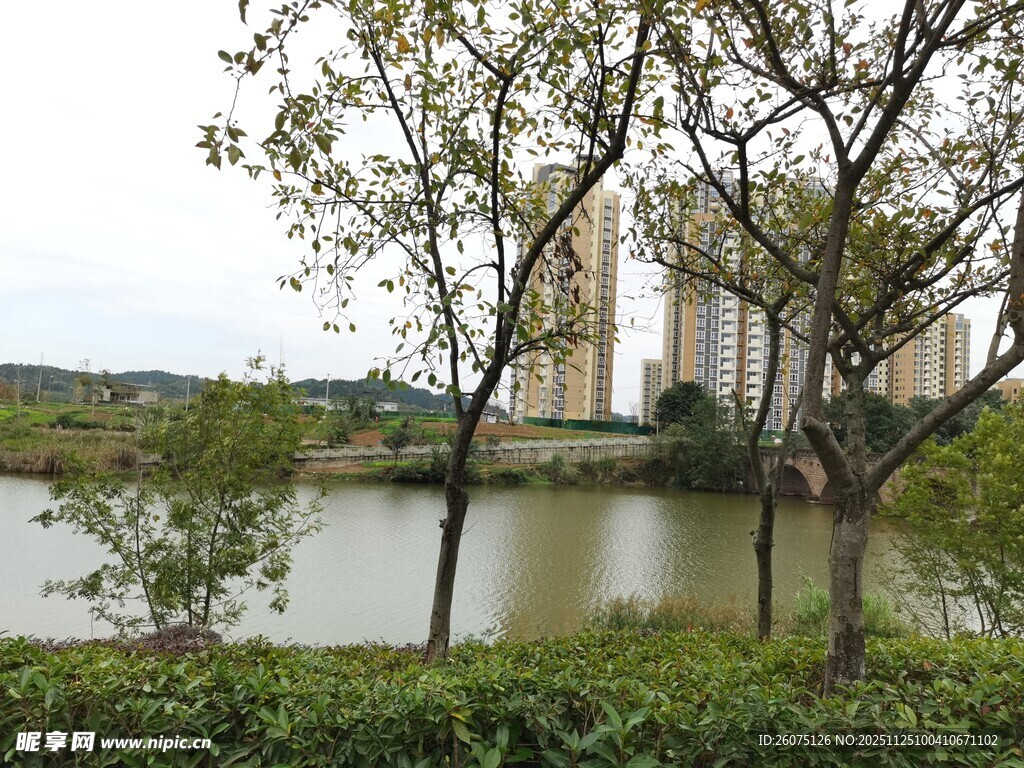 湖畔绿树与远处高楼景观