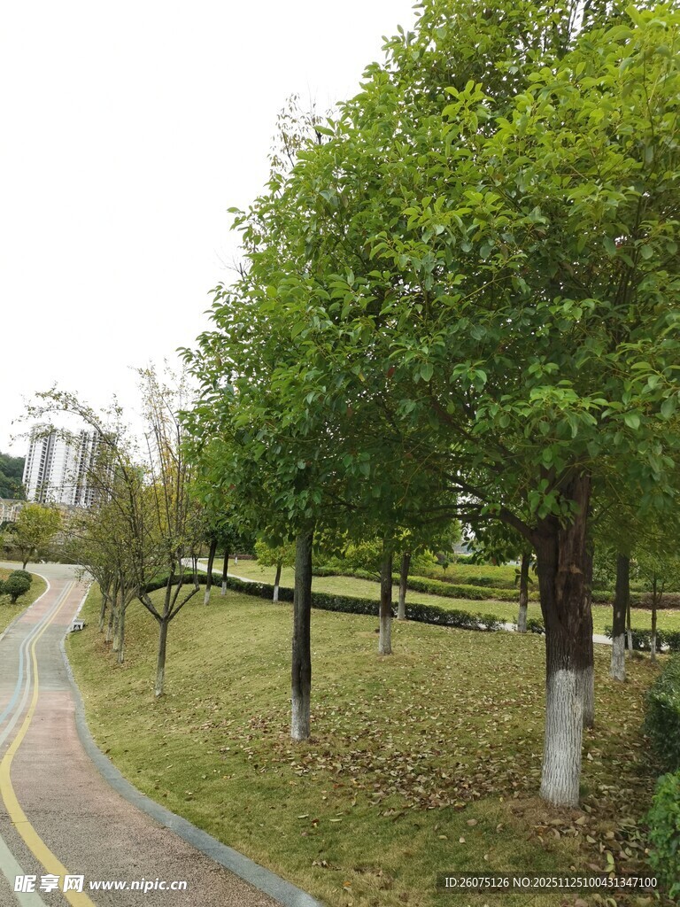 林荫小道城市中的静谧一角