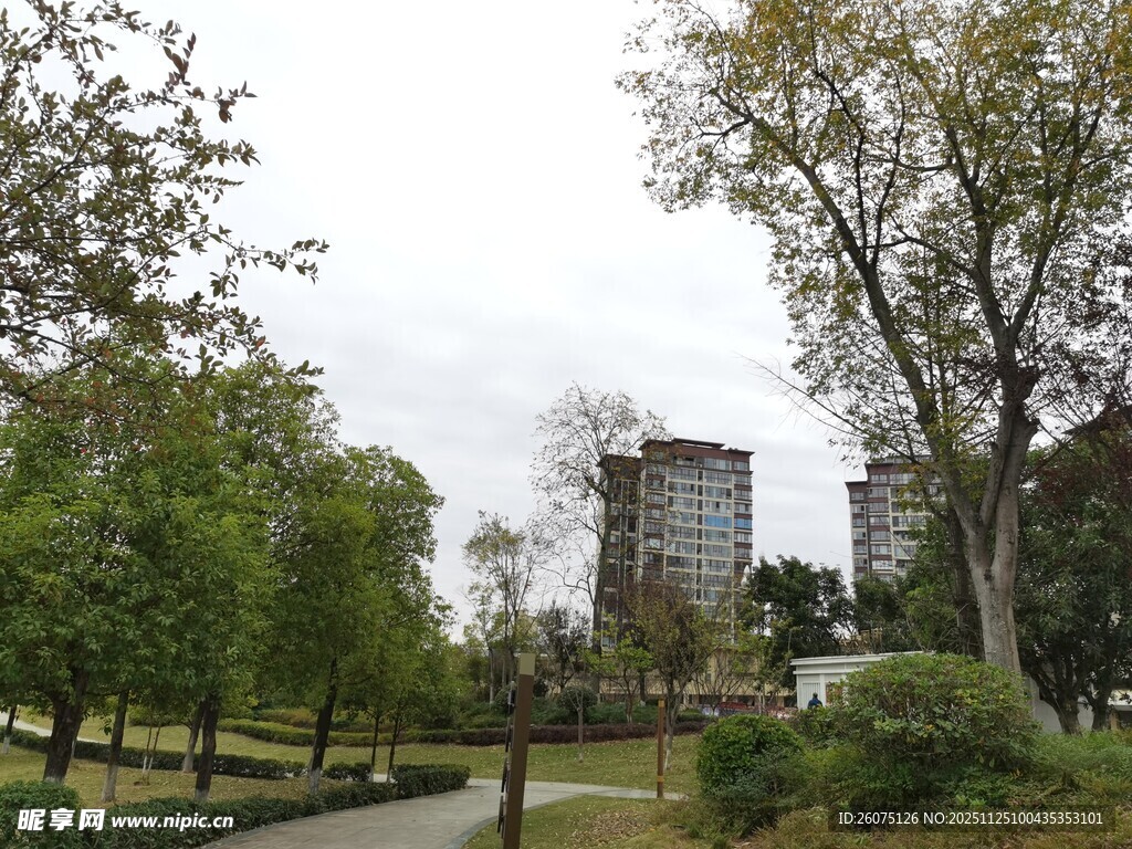 城市公园中的绿树与建筑