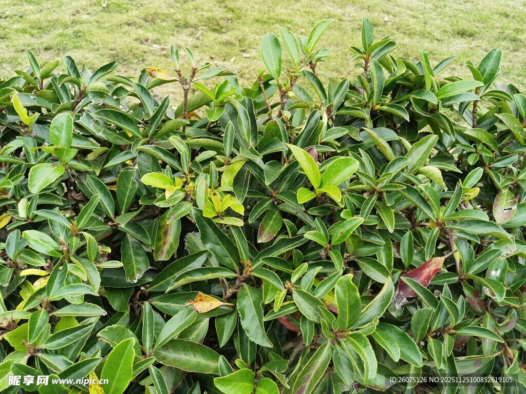 绿叶繁茂的植物景观