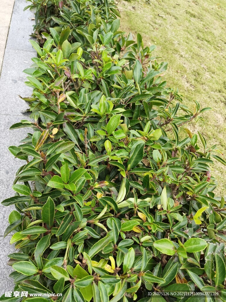 翠绿灌木绿化带景观