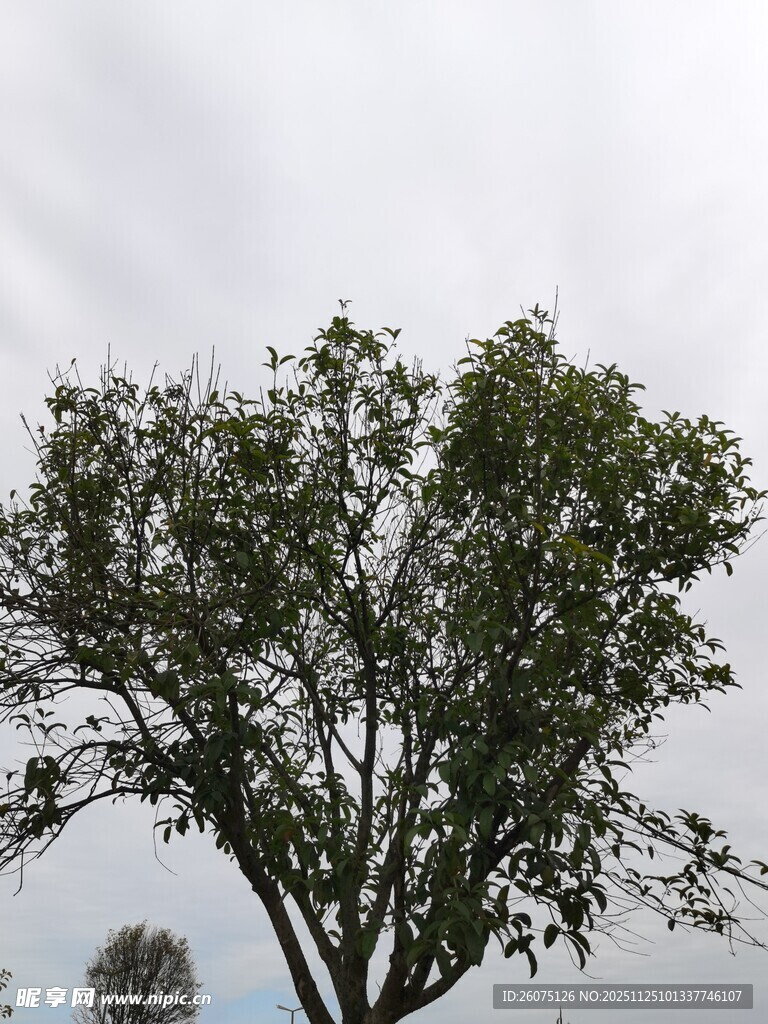 挺拔绿树展现自然生机