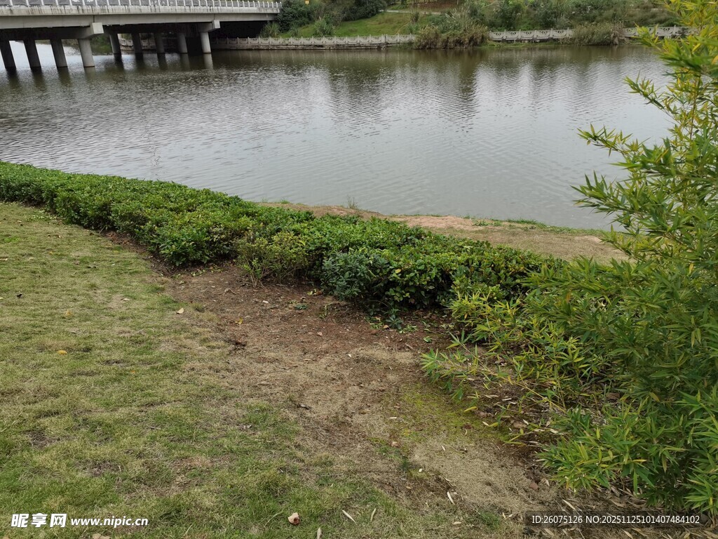 河畔绿植与远处桥梁景致