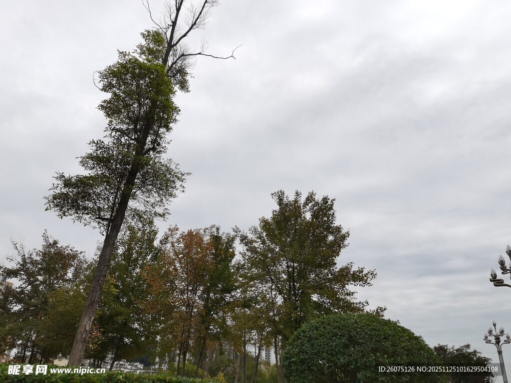 倾斜树木与周边植被景观