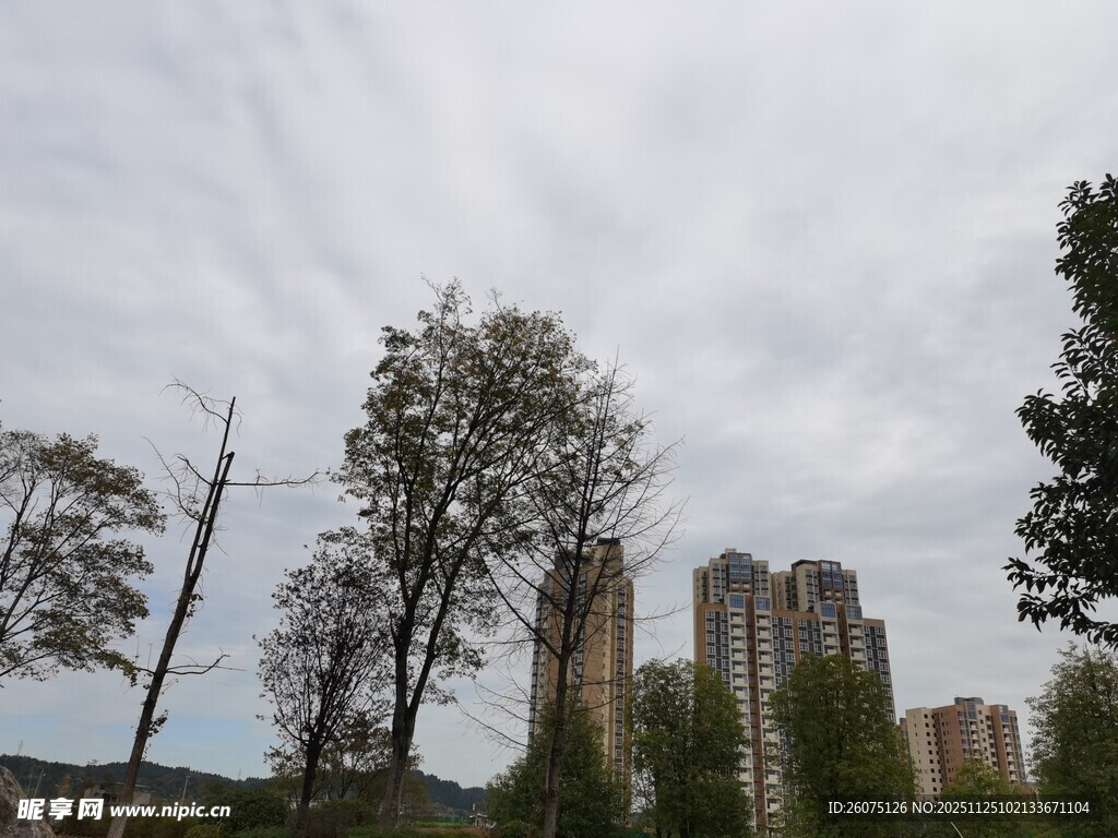 城市中树木与高楼景观