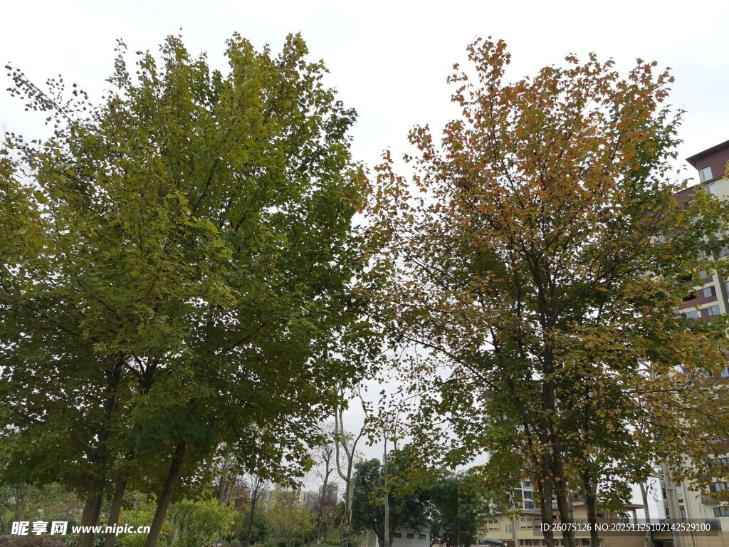 秋日公园树木景致