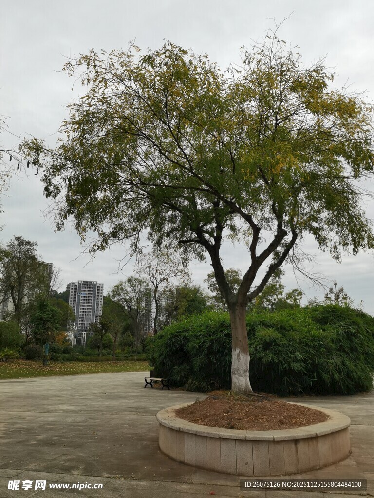 圆形花坛中的独立树木