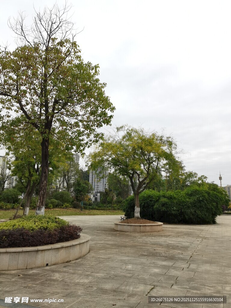 户外开阔的树木景观