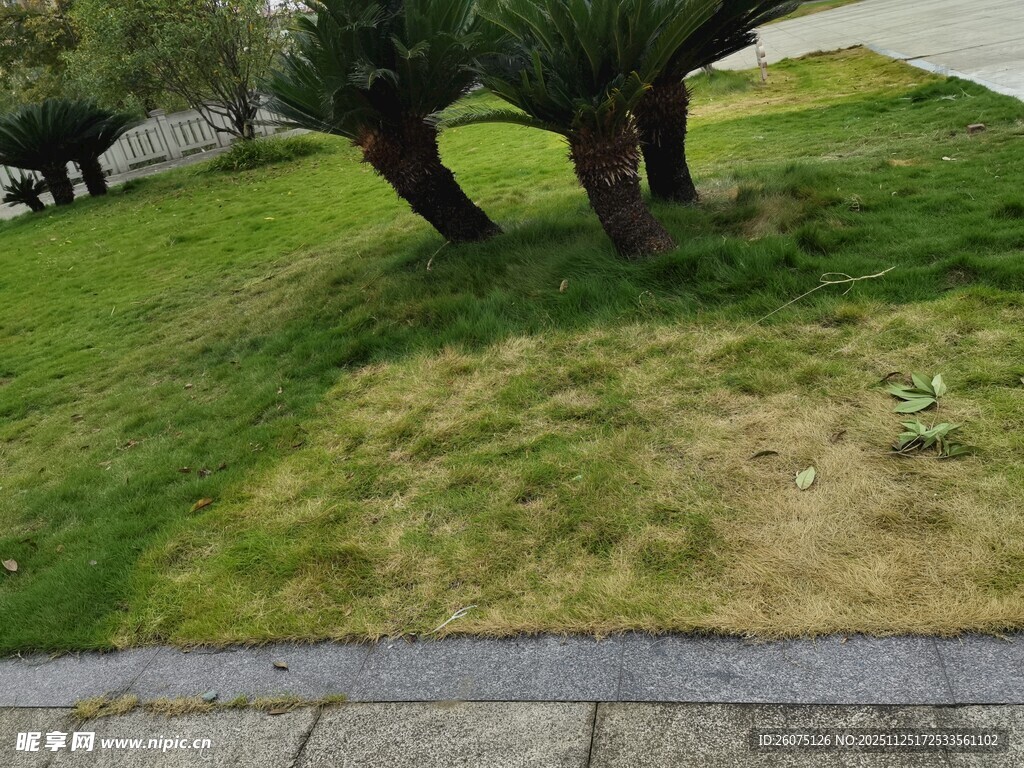 草坪局部斑秃景象
