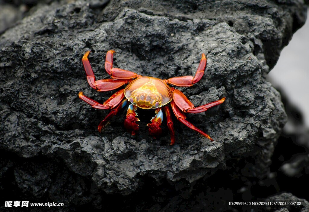红色螃蟹趴在黑色岩石上