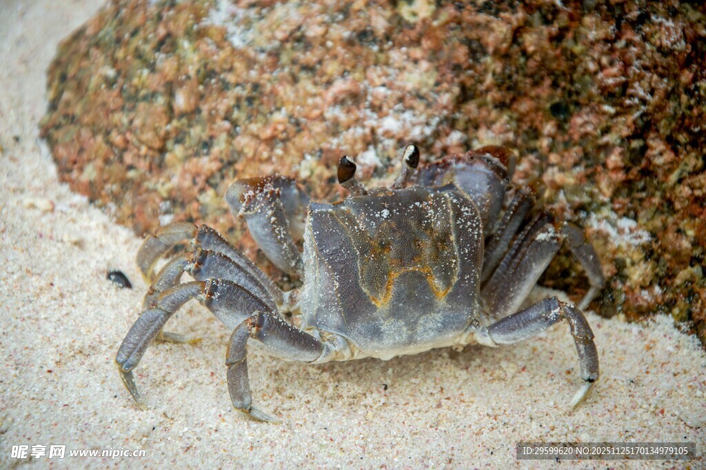 岩石旁的小螃蟹