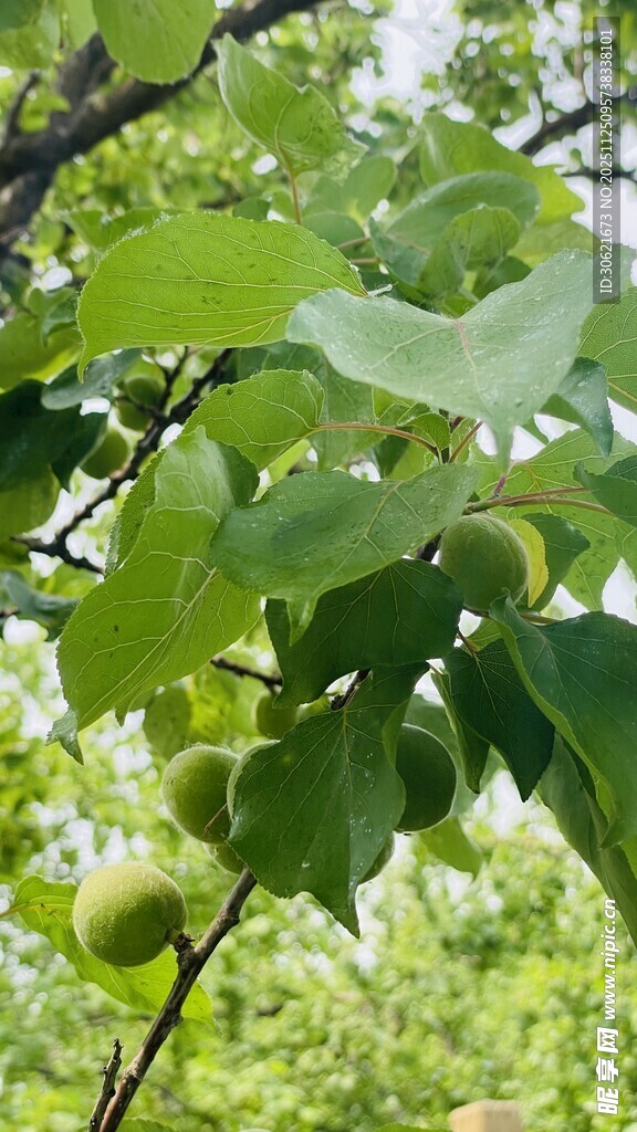 绿叶繁茂的树枝