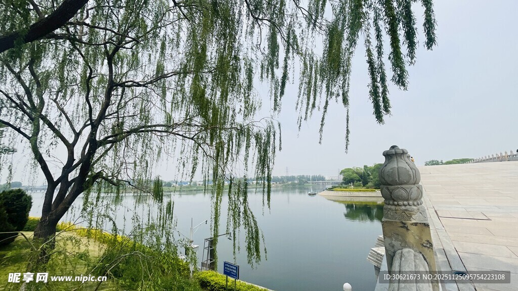 湖畔垂柳下的垂钓者