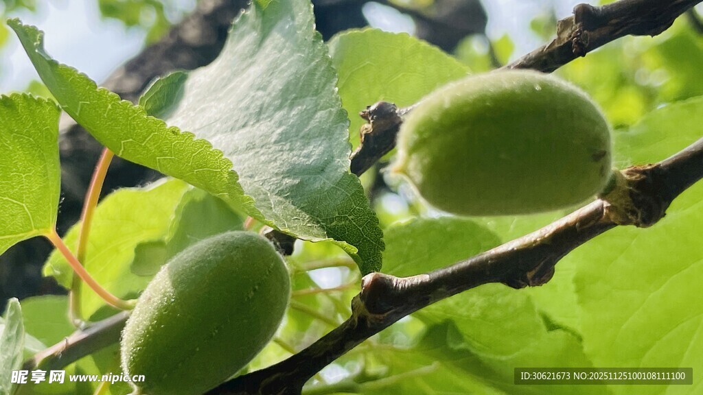 枝头青无花果与绿叶
