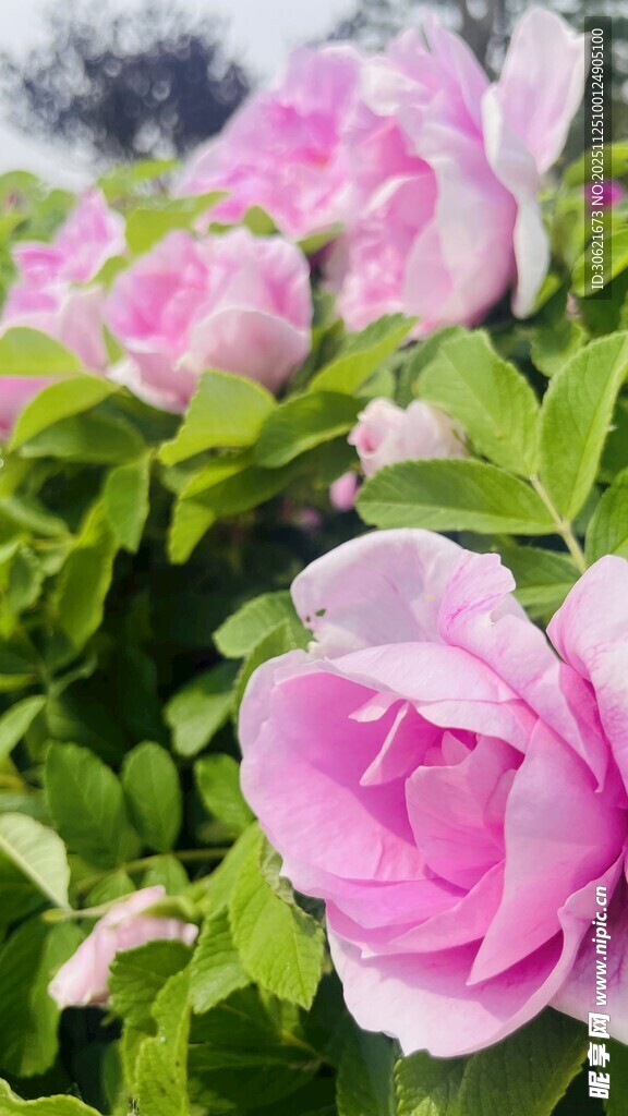 娇艳粉色牡丹花绽放