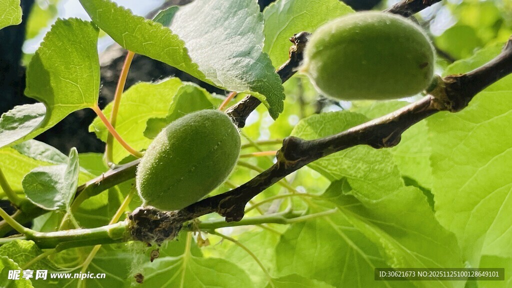 枝头青果绿意盎然