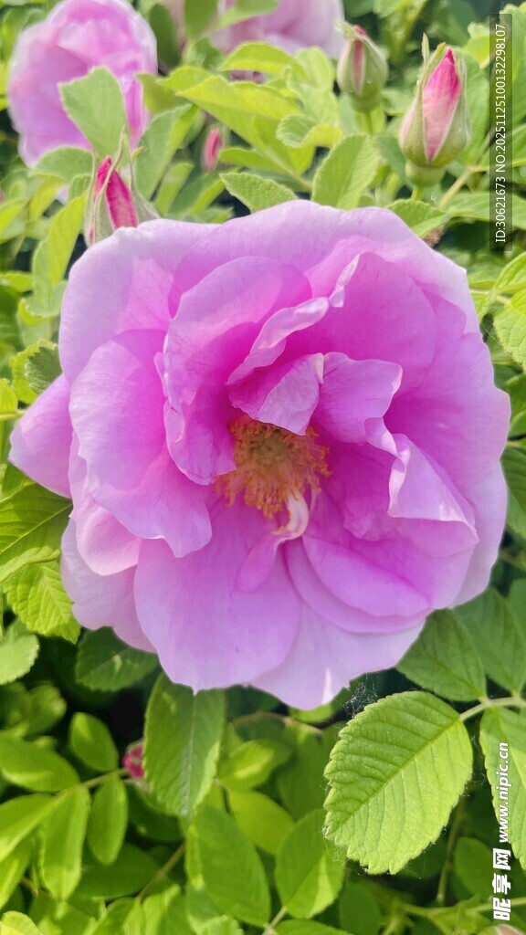 娇艳粉色蔷薇花绽放