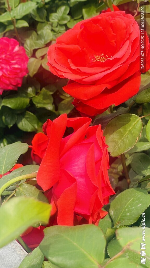 娇艳欲滴的红玫瑰