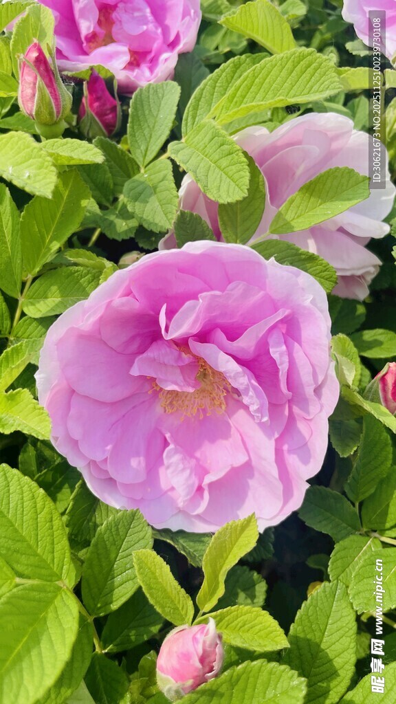 娇艳绽放的粉色花卉