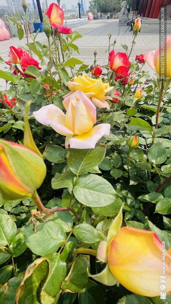 多彩娇艳的盛开月季花