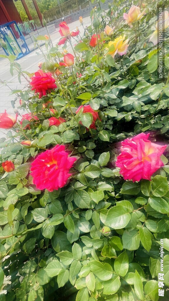 娇艳盛开的多彩月季花