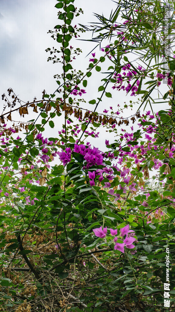 绽放的紫色花卉景观