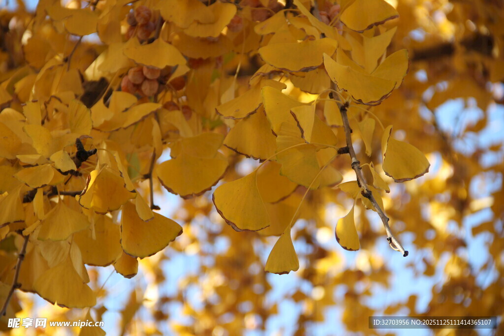 秋日银杏叶  金黄满枝头