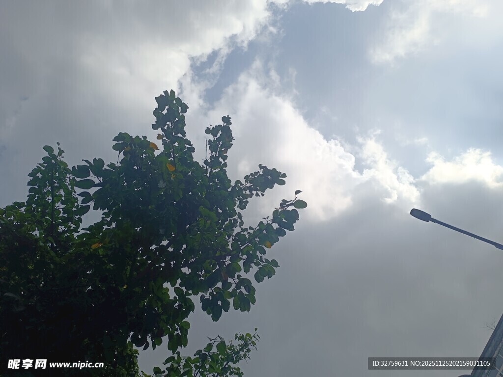 天空下的绿树与路灯