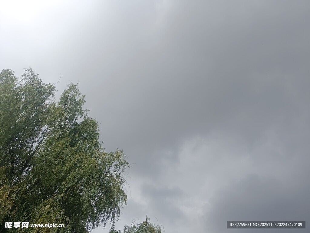 乌云下的葱郁绿树