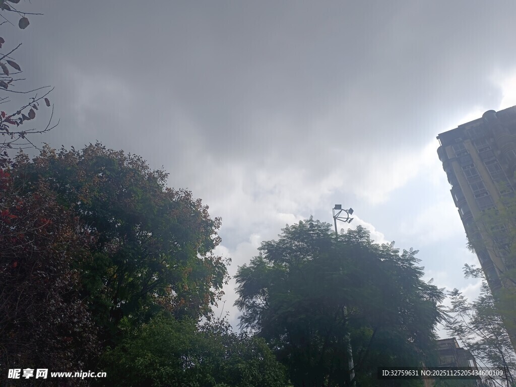 阴天时的树木与高楼