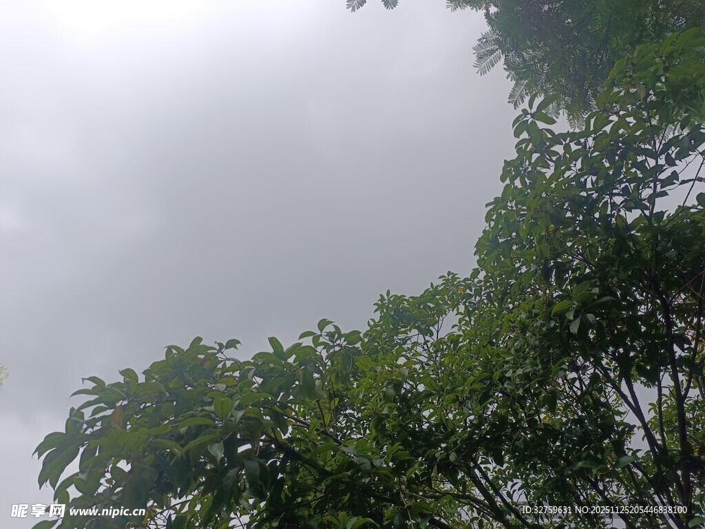 仰视绿树与朦胧天空