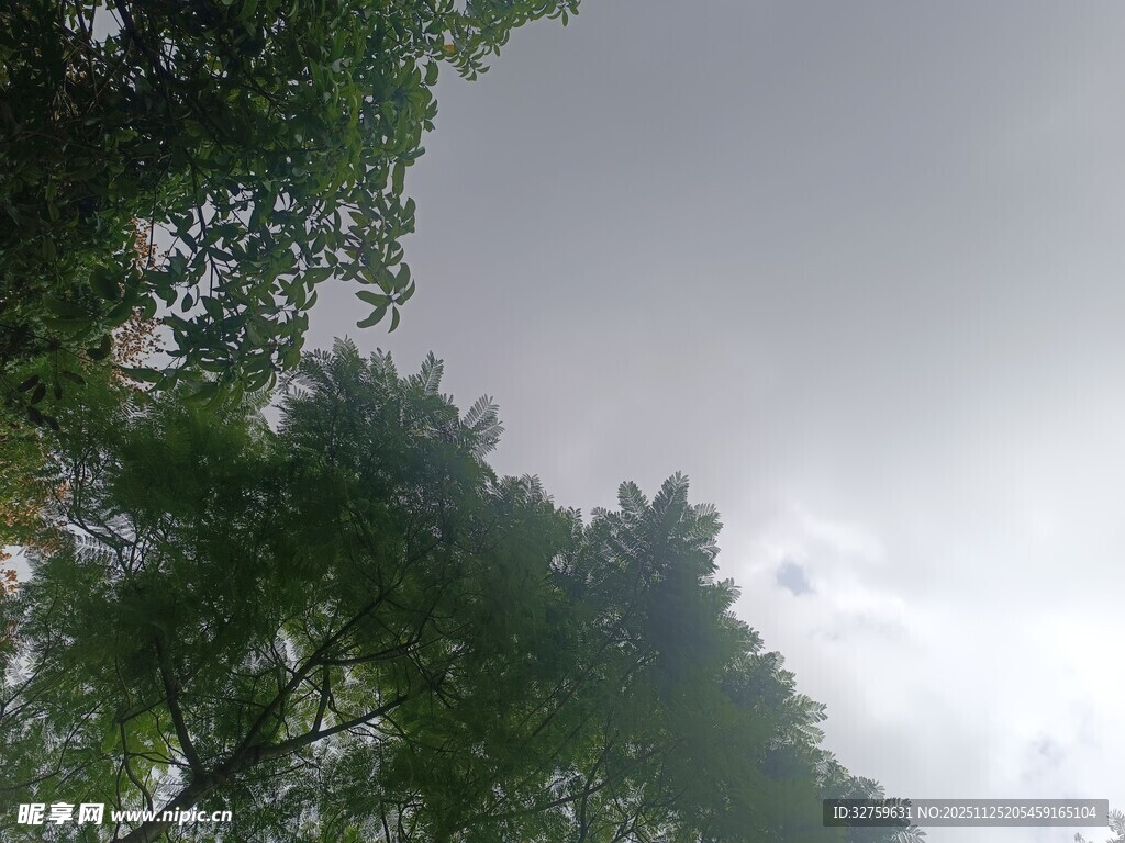 仰视茂密树林与天空