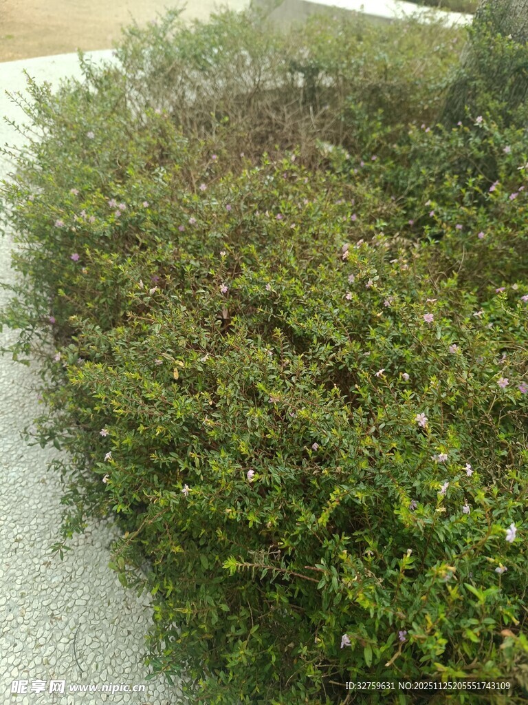 路边翠绿灌木丛