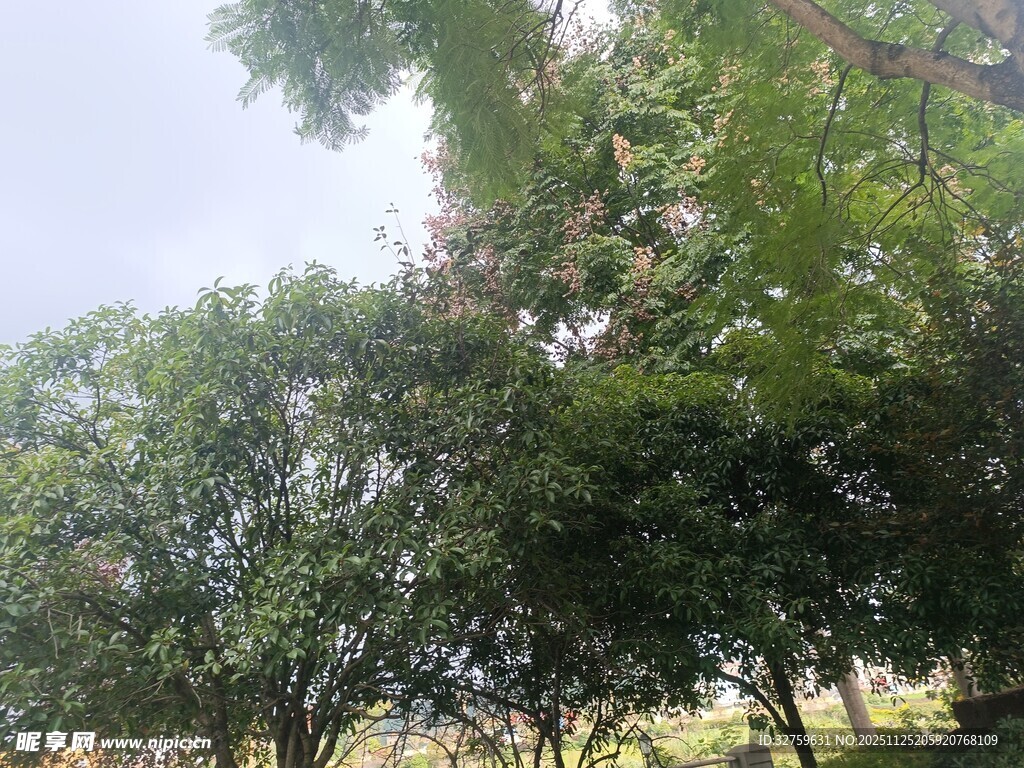 绿意盎然的繁茂树木景观