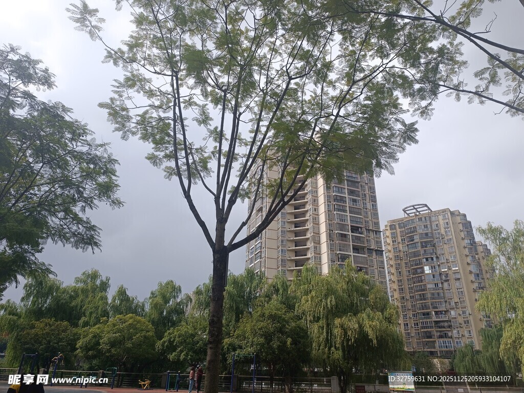 城市中高大树木与高层建筑