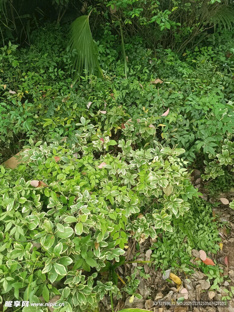 茂密绿植覆盖的自然场景