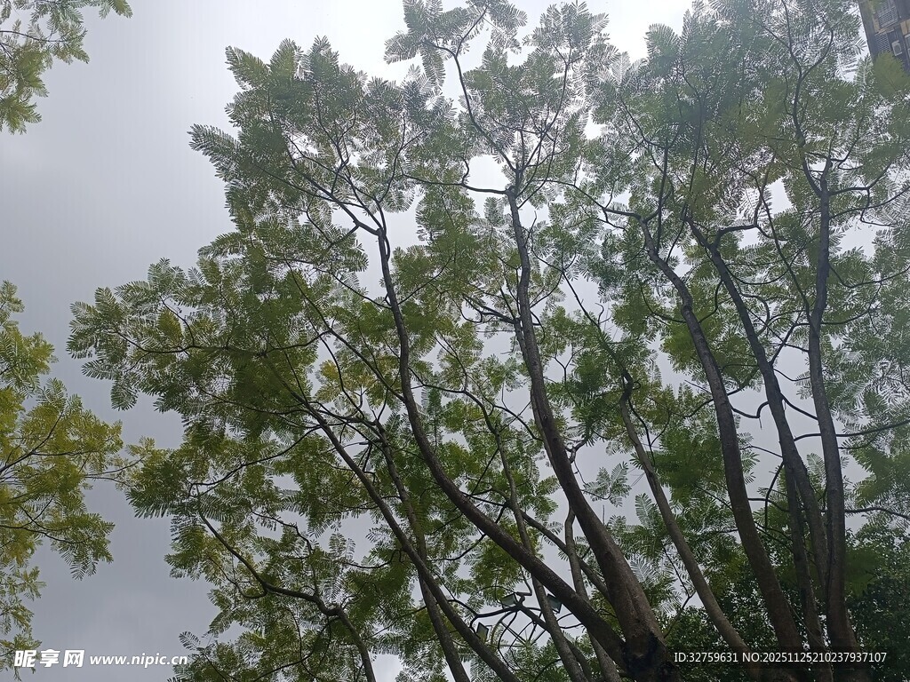 仰视茂密树木的绿意景象