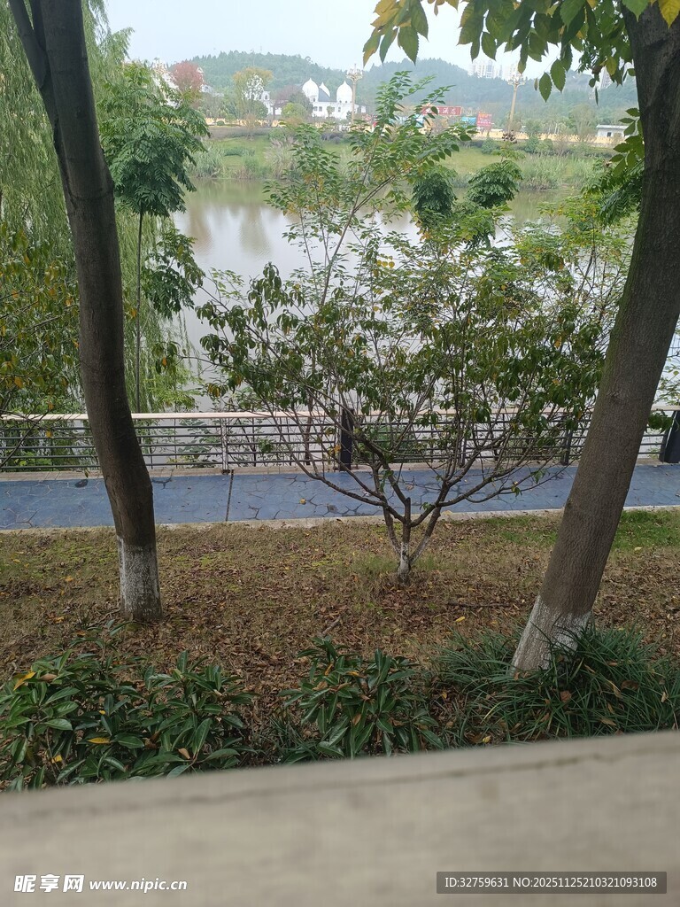 湖畔绿树成荫的宁静景致