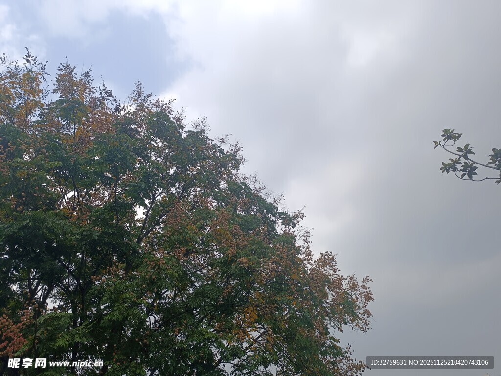 秋日树梢与朦胧天空